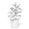 Fig Plant 3D Model in Wicker Basket - Image 2