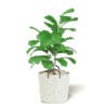 Fig Plant 3D Model in Wicker Basket - Image 3