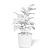 Fig Plant 3D Model in Wicker Basket - Image 4