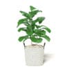 Fig Plant 3D Model in Wicker Basket - Image 5