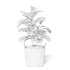 Fig Plant 3D Model in Wicker Basket - Image 6