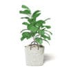 Fig Plant 3D Model in Wicker Basket - Image 7