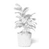 Fig Plant 3D Model in Wicker Basket - Image 8