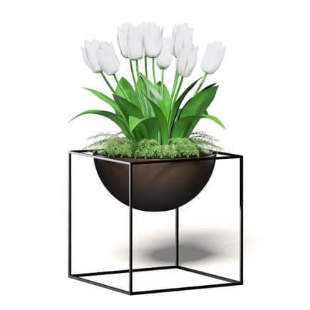 White Tulips 3D Model