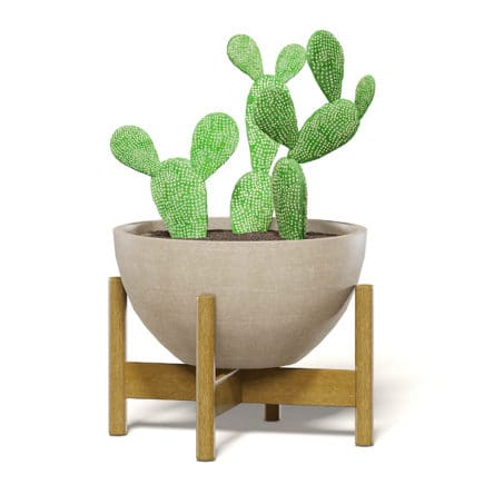 Cactus 3D Model in Brown Pot