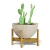 Cactus 3D Model in Brown Pot - Image 3