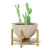 Cactus 3D Model in Brown Pot - Image 7