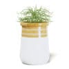 Plant 3D Model in Large Modern Pot - Image 3