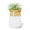Plant 3D Model in Large Modern Pot - Image 7
