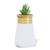 Plant 3D Model in Large Modern Pot - Image 3