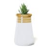 Plant 3D Model in Large Modern Pot - Image 7