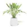 Plant 3D Model in White Pot - Image 3