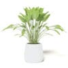 Plant 3D Model in White Pot - Image 5