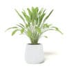 Plant 3D Model in White Pot - Image 7