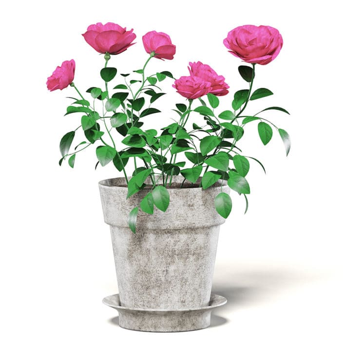 Pink Roses 3D Model in Ceramic Pot