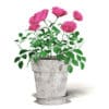 Pink Roses 3D Model in Ceramic Pot - Image 3