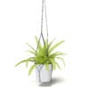 Fern 3D Model in Hanging Pot - Image 7