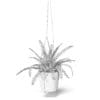 Fern 3D Model in Hanging Pot - Image 8