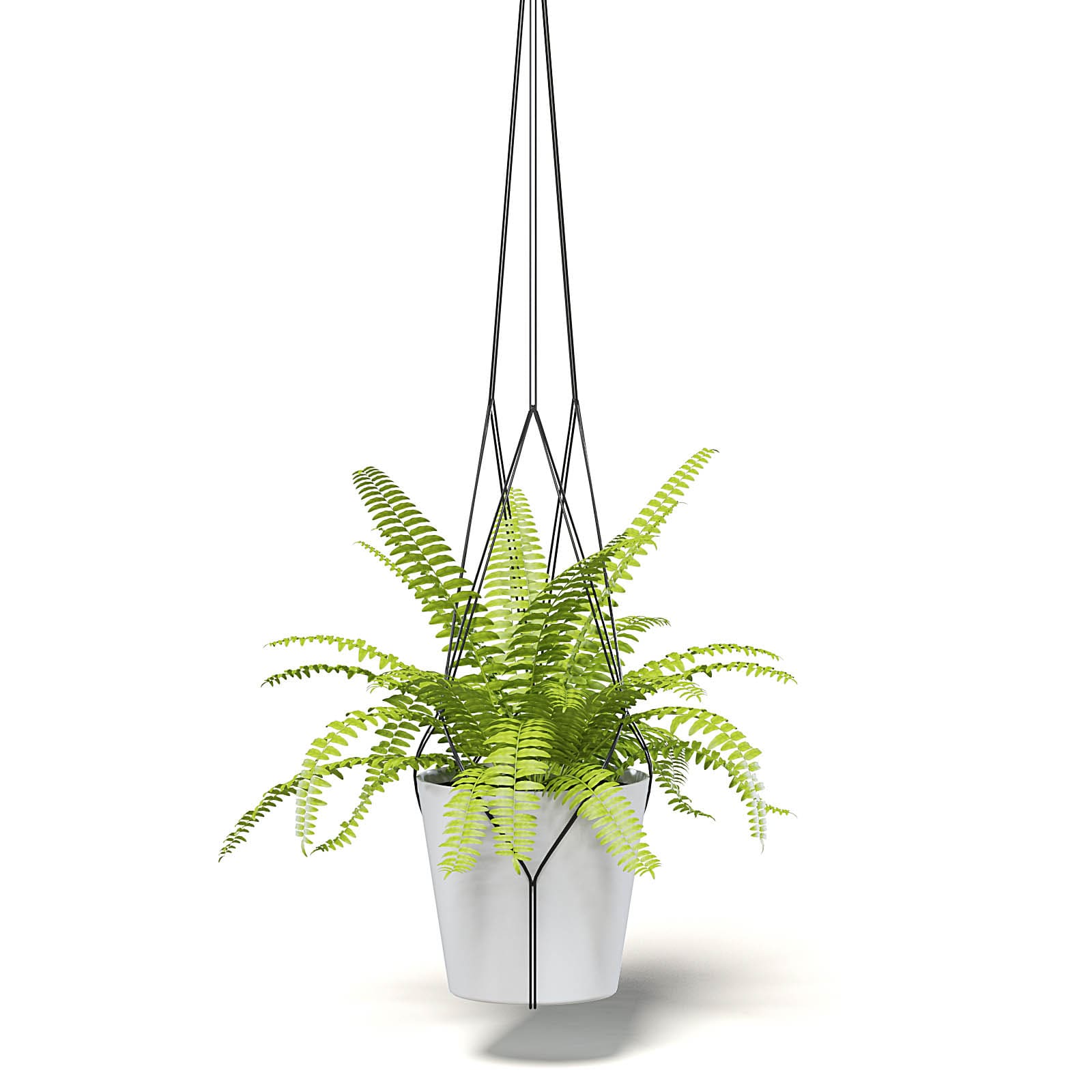 Fern 3D Model in Hanging Pot
