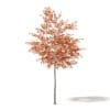 Autumn Trees 3D Models Collection - Volume 115 - Image 3
