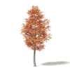 Autumn Trees 3D Models Collection - Volume 115 - Image 5