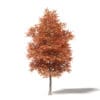 Autumn Trees 3D Models Collection - Volume 115 - Image 9
