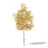 Autumn Trees 3D Models Collection - Volume 115 - Image 15