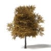 Autumn Trees 3D Models Collection - Volume 115 - Image 18