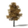Autumn Trees 3D Models Collection - Volume 115 - Image 19