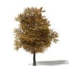 Autumn Trees 3D Models Collection - Volume 115 - Image 20