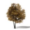 Autumn Trees 3D Models Collection - Volume 115 - Image 21