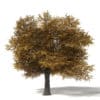 Autumn Trees 3D Models Collection - Volume 115 - Image 22