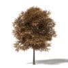 Autumn Trees 3D Models Collection - Volume 115 - Image 26