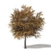 Autumn Trees 3D Models Collection - Volume 115 - Image 27