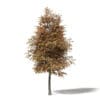 Autumn Trees 3D Models Collection - Volume 115 - Image 30