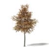 Autumn Trees 3D Models Collection - Volume 115 - Image 31