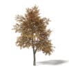 Autumn Trees 3D Models Collection - Volume 115 - Image 32