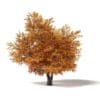 Autumn Trees 3D Models Collection - Volume 115 - Image 34