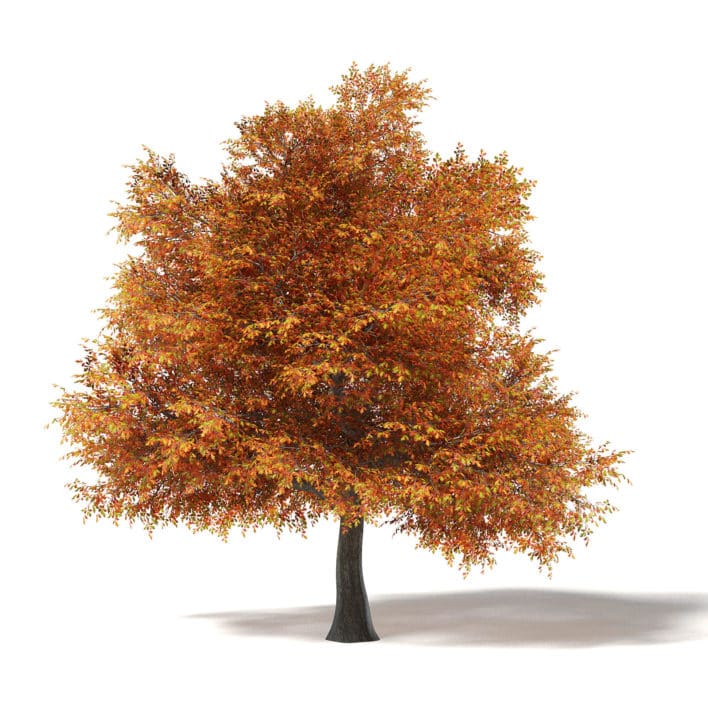 6,714,821 Autumn Trees Images, Stock Photos, 3D objects, & Vectors