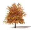 Autumn Trees 3D Models Collection - Volume 115 - Image 38