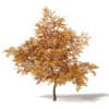 Autumn Trees 3D Models Collection - Volume 115 - Image 39