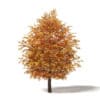 Autumn Trees 3D Models Collection - Volume 115 - Image 41