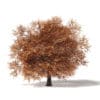 Autumn Trees 3D Models Collection - Volume 115 - Image 42