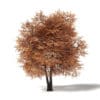 Autumn Trees 3D Models Collection - Volume 115 - Image 43