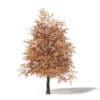 Autumn Trees 3D Models Collection - Volume 115 - Image 46