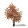 Autumn Trees 3D Models Collection - Volume 115 - Image 47