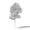 Alder 3D Model 3.3m - Image 2