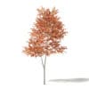 Alder 3D Model 3.3m - Image 3