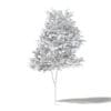 Alder 3D Model 3.3m - Image 4