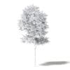 Alder 3D Model 3.3m - Image 6